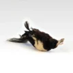Magpie Bird 2