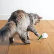 Mouse on the Move op catsandthings.nl - Roy 2