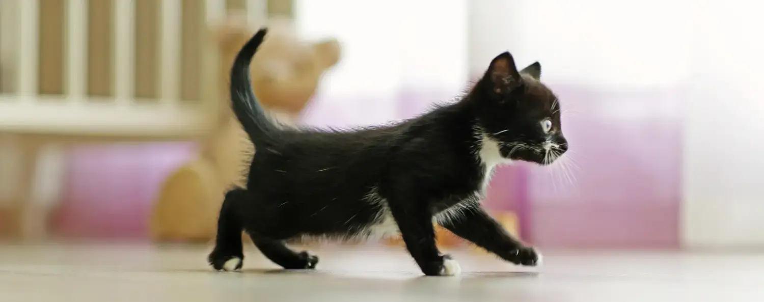 Wat je moet weten bij het kitten kiezen