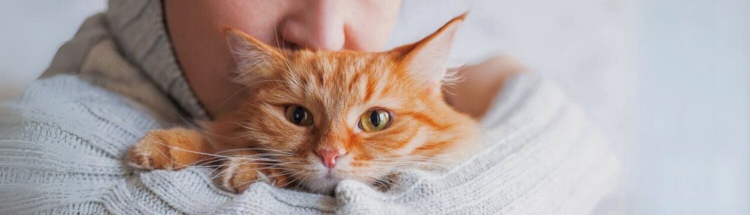 Als je net zoveel van katten houdt als wij