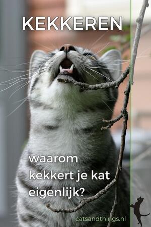 Waarom kekkert je kat