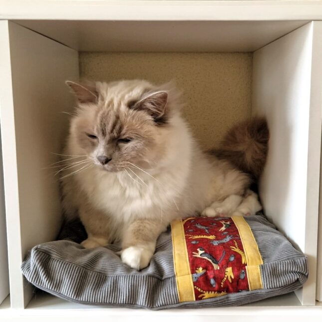 Platte-ligkussen-jumping-cats-in-Ikea-kast-1 Platte-ligkussen-jumping-cats-in-Ikea-kast-1