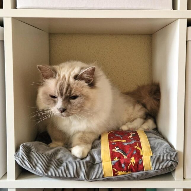 Platte-ligkussen-jumping-cats-in-Ikea-kast-2 Platte-ligkussen-jumping-cats-in-Ikea-kast-2