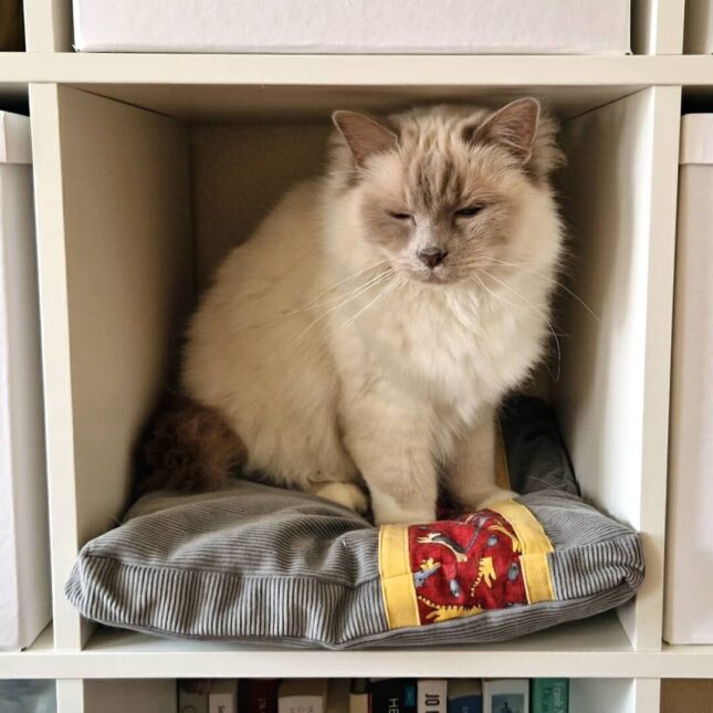 Platte-ligkussen-jumping-cats-in-Ikea-kast-3 Platte-ligkussen-jumping-cats-in-Ikea-kast-3