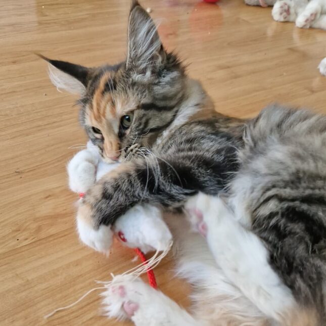 RATZZ-Tara-in-gevecht-met-een-valeriaan-speeltje RATZZ-Tara-in-gevecht-met-een-valeriaan-speeltje