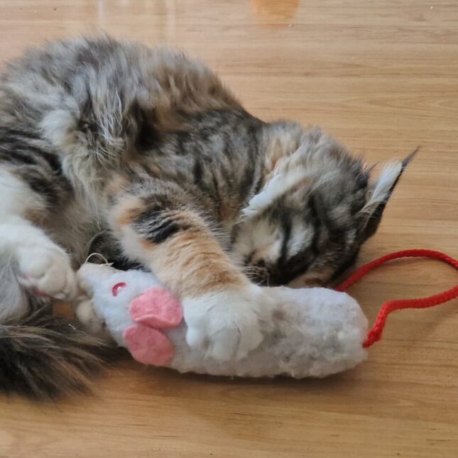 RATZZ-Tara-klauwt-in-een-valeriaan-speeltje RATZZ-Tara-klauwt-in-een-valeriaan-speeltje