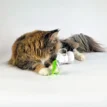 Remote Control Cat Chaser op catsandthings.nl - Tara