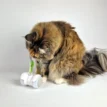 Remote Control Cat Chaser op catsandthings.nl - Tara 2
