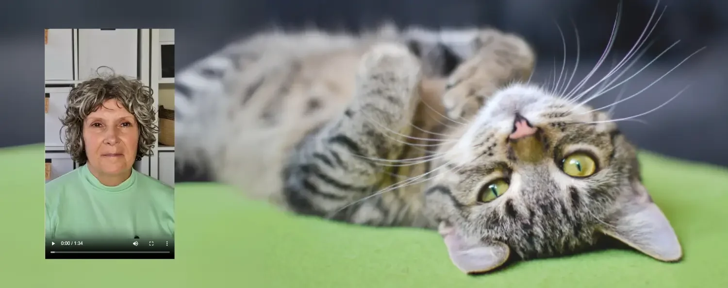 een kat is dat wat? Doe de quiz