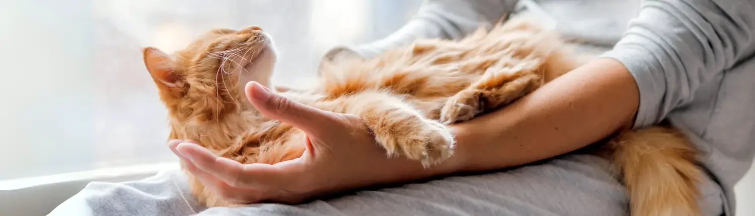 Samen doen als je de beste kattenouder wil worden die je kan zijn