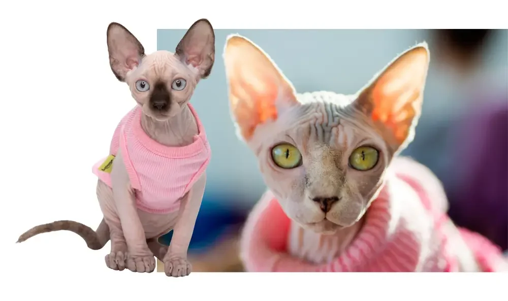 Sphinx met kattenkleding Kattenkleding misschien wel handig voor naaktkatten zoals de Sphynx