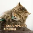 Tandenpoetsen bij je kat training
