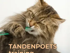 Tandenpoetsen bij je kat training