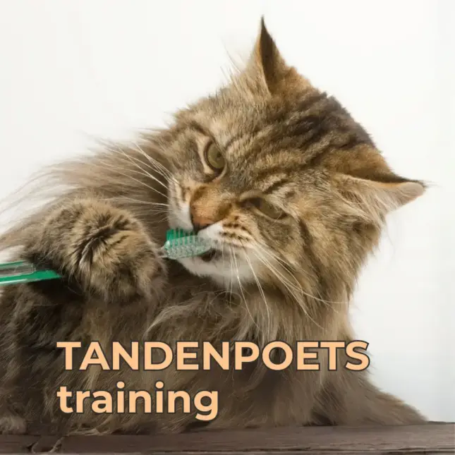 Tandenpoetsen bij je kat training