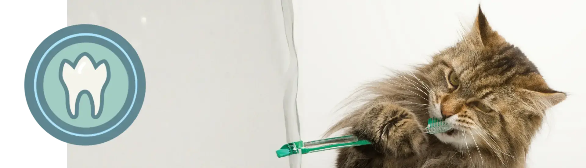 TANDENPOETSEN bij je kat leren