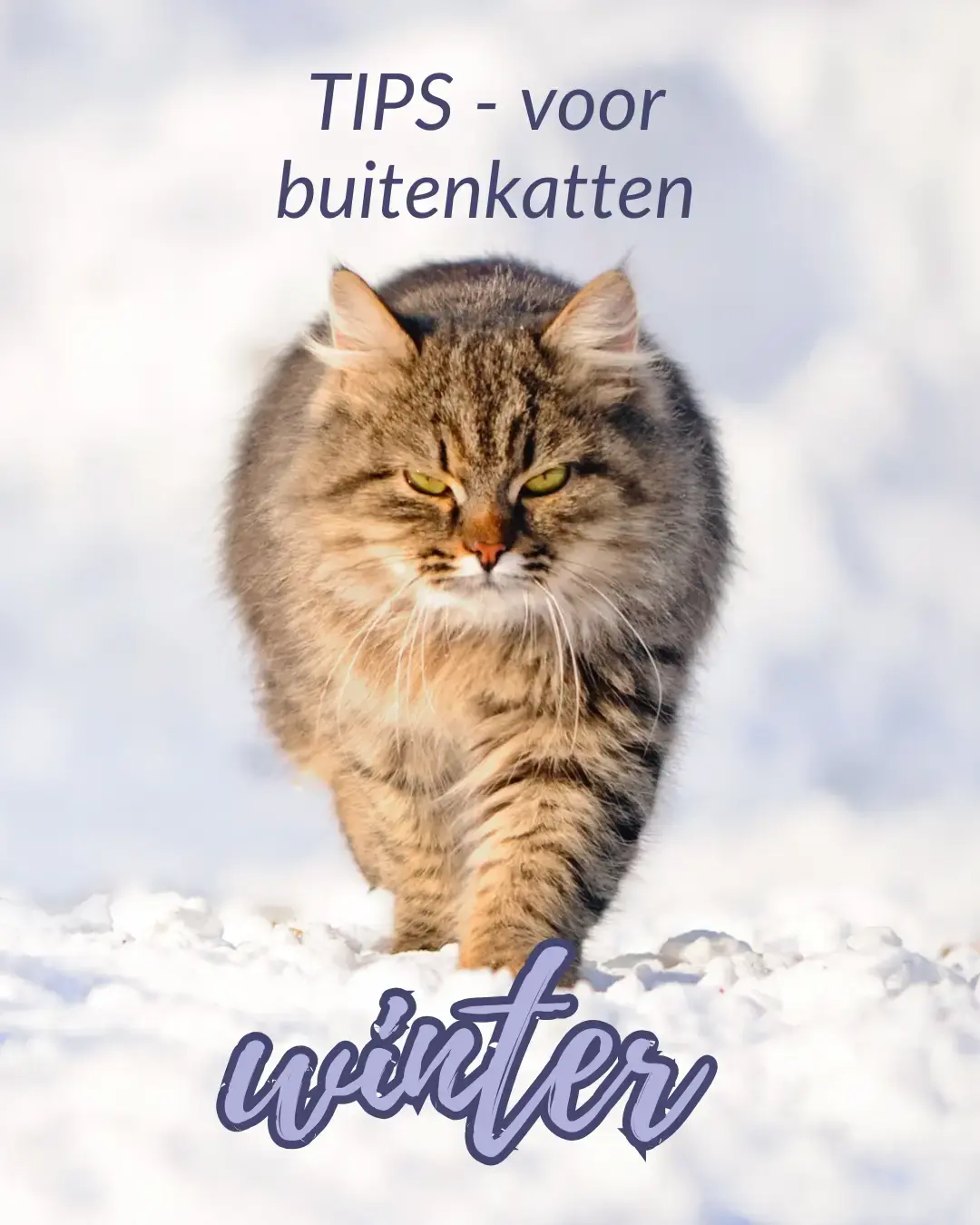 Winterinspiratie voor katten catsandthings.nl 01-07-26