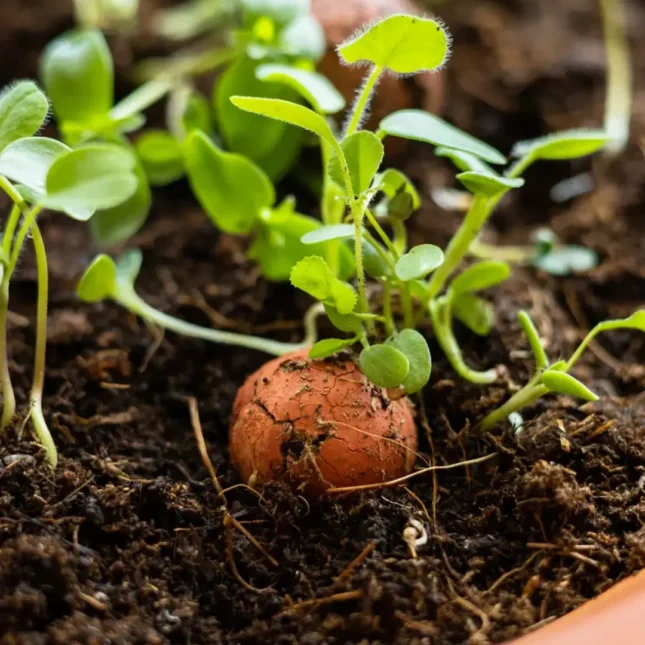 bloem bolletjes cadeaubox 2 bloem bolletjes cadeaubox 2