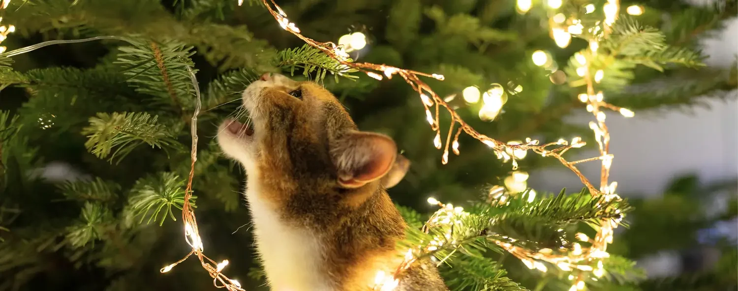 De gevaren voor je kat rond de kerstboom