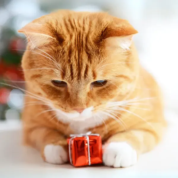 je kat doet gezelig mee met de feestdagen challenge