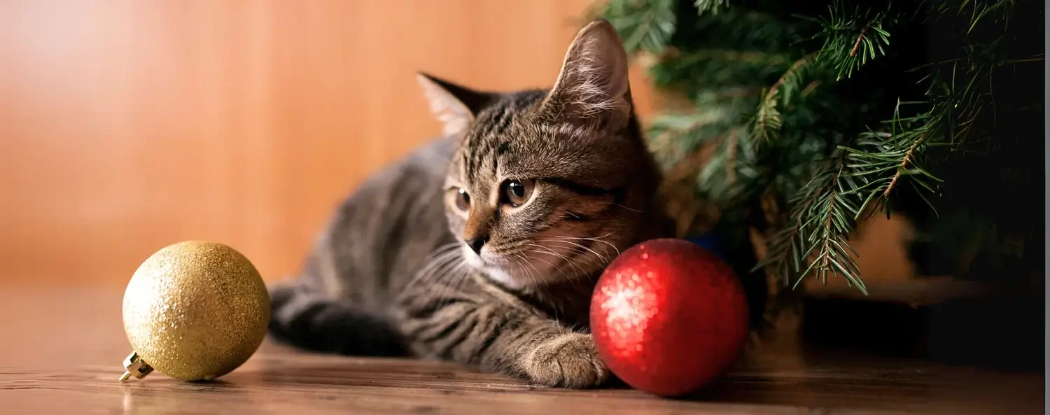 kat uit de kerstboom