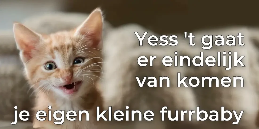 een kittenkopen - je eigen kleine furrbaby