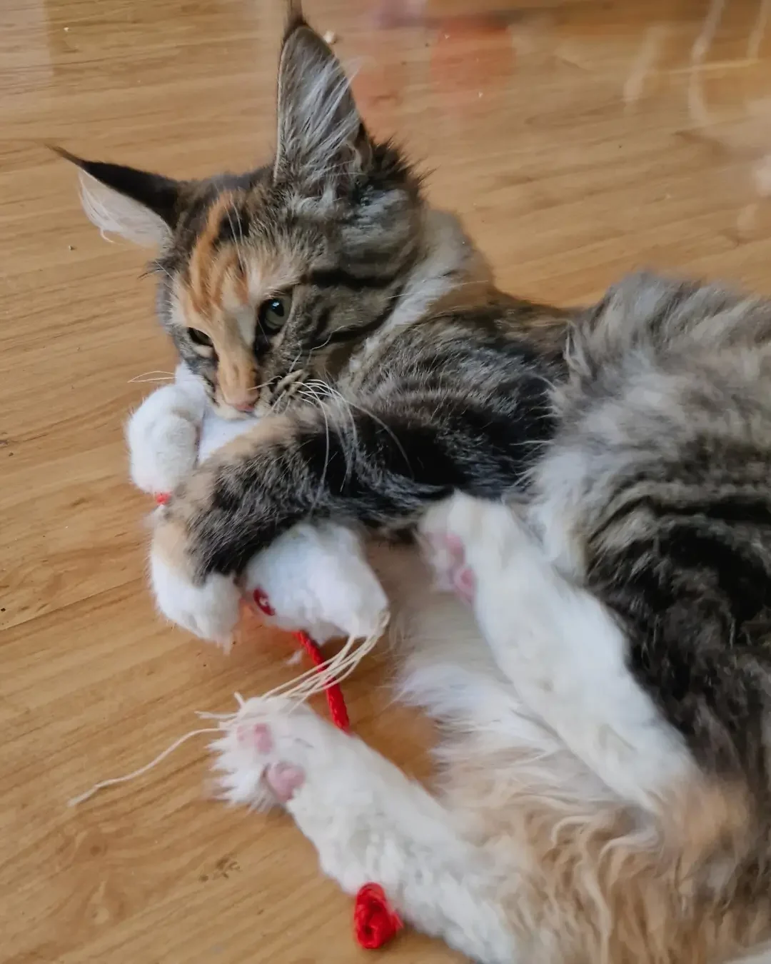 Je kat afleiden met oud en nieuw met valeriaan