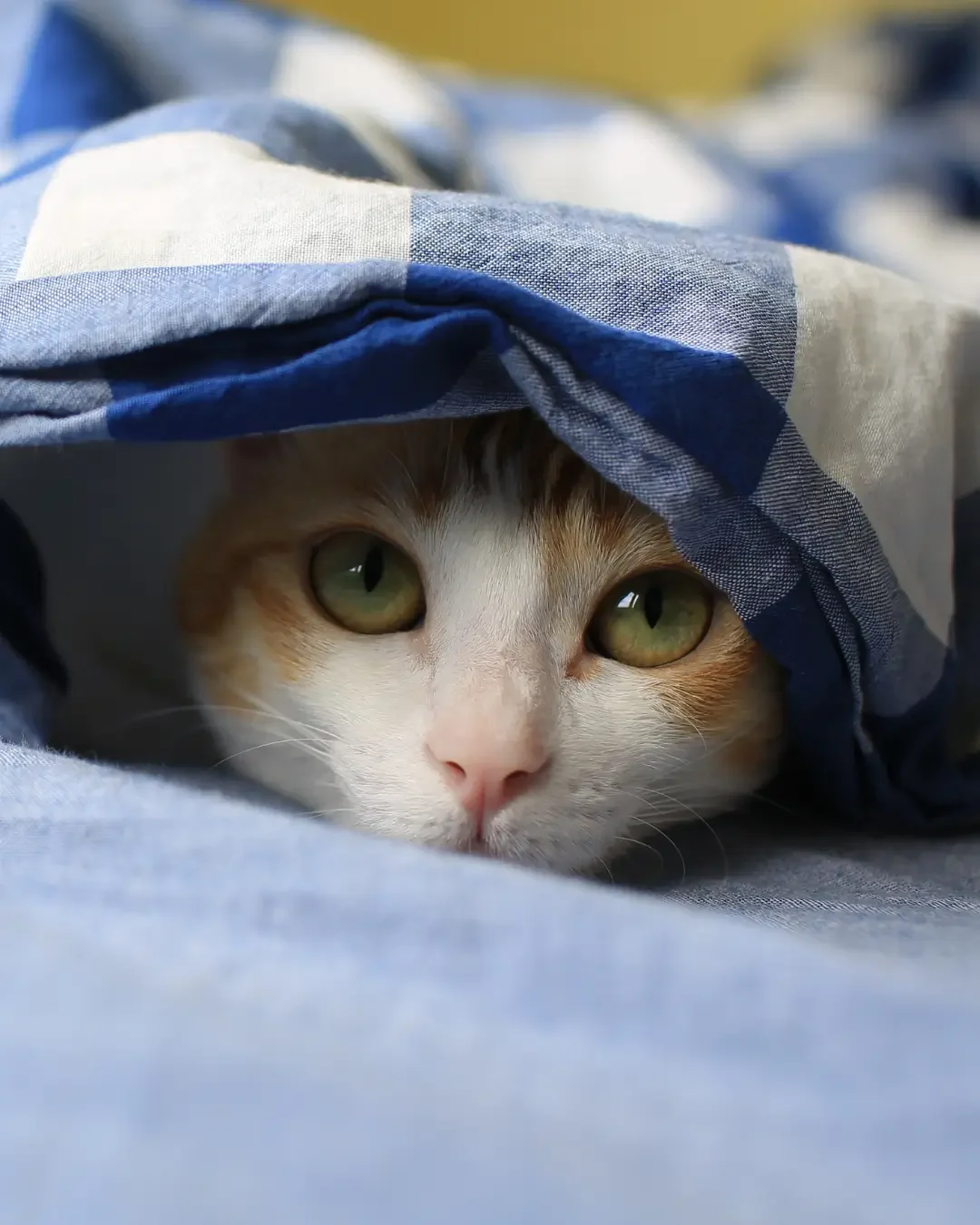 Je kat met oud en nieuw toedekken zodat het geluid niet zo hard binnenkomt