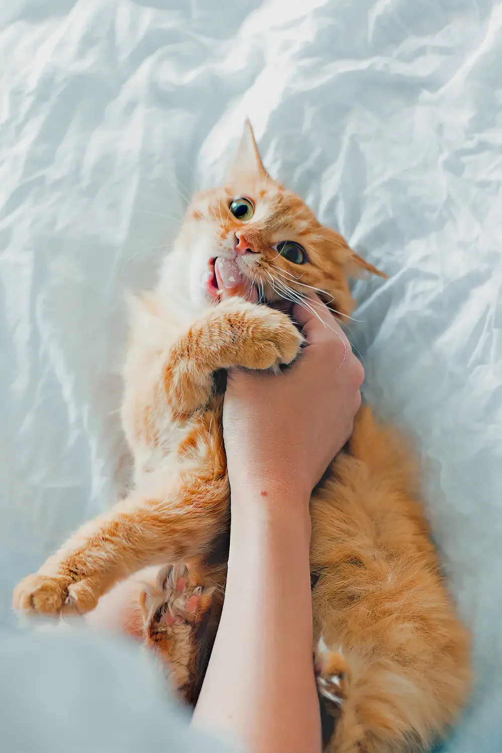 kitten die bijt bij het aaien