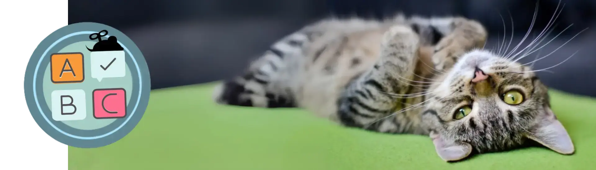 doe de quiz n kat is dat wat