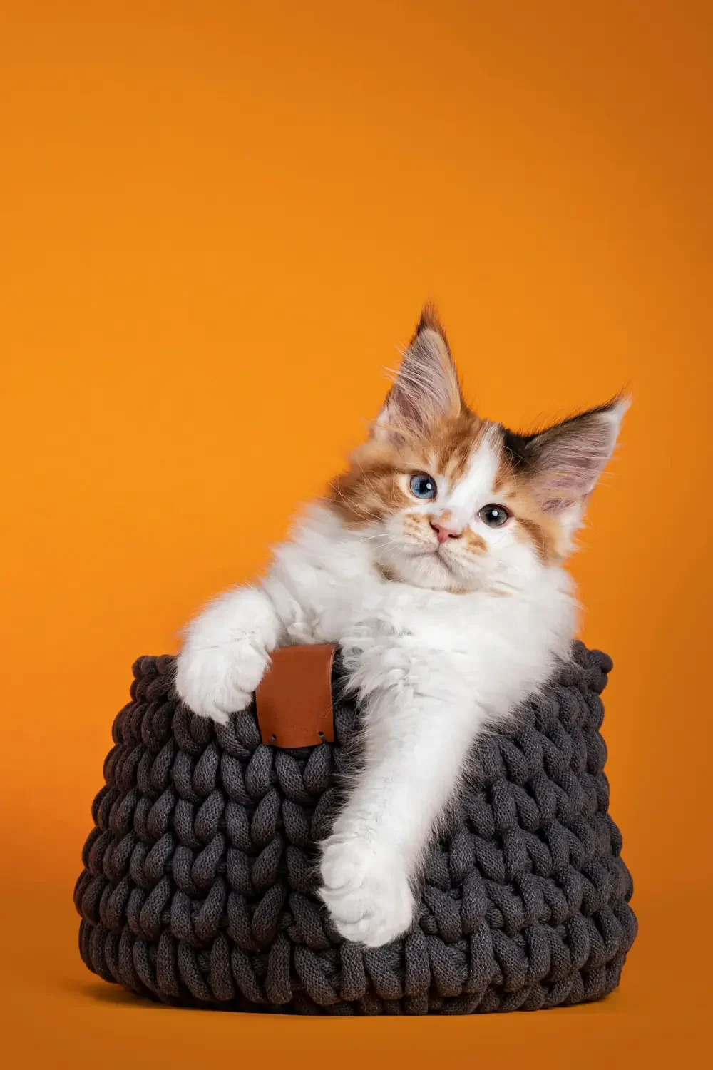 heerlijk shoppen voor je nieuwe kitten